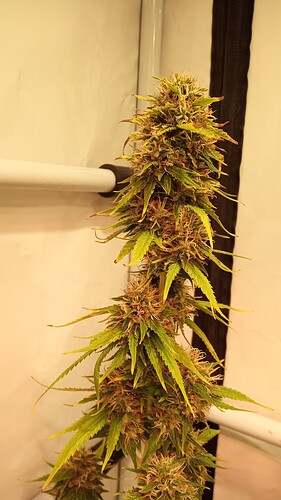 Growreport Bild 32