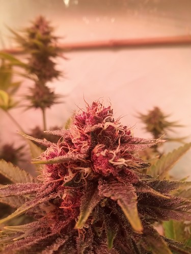 Growreport Bild 72