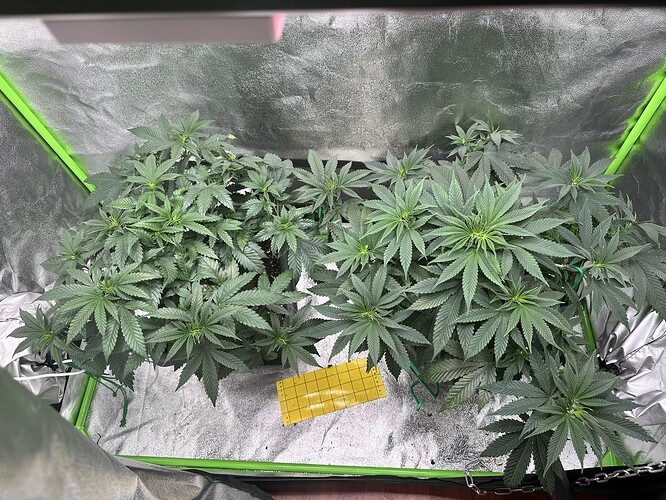 Growreport Bild 6