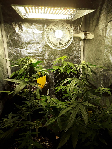 Growreport Bild 6
