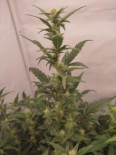 Growreport Bild 6