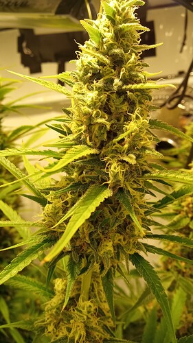 Growreport Bild 29
