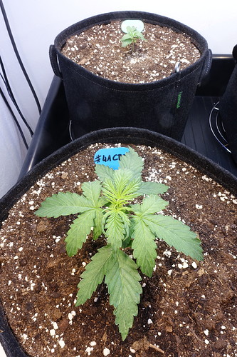 Growreport Bild 36