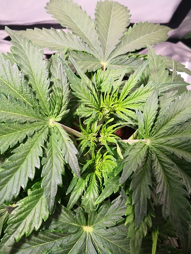 Growreport Bild 8