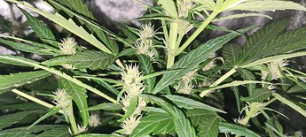 Growreport Bild 2
