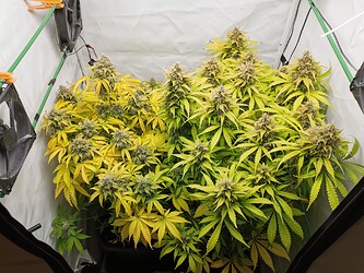 Growreport Bild 2