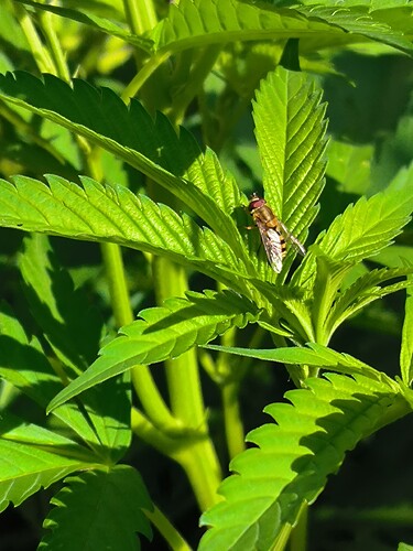 Growreport Bild 28