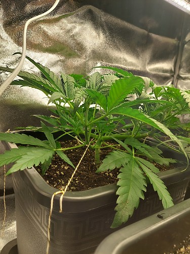 Growreport Bild 2