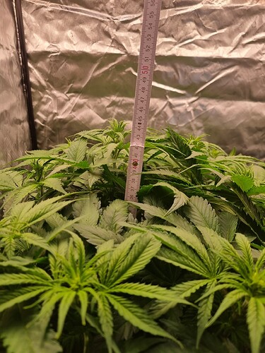 Growreport Bild 15