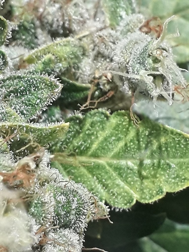 Growreport Bild 5