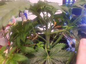 Growreport Bild 1
