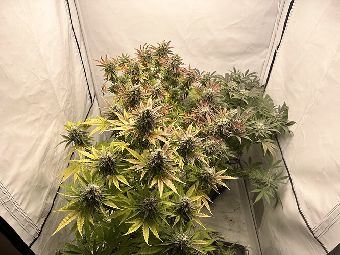 Growreport Bild 1
