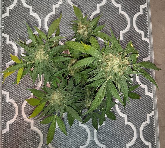 Growreport Bild 5