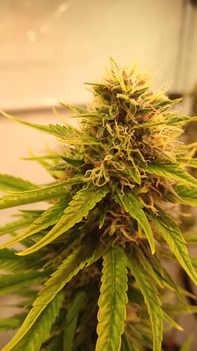 Growreport Bild 61