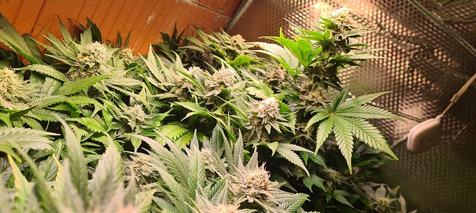Mehrere blühende Cannabispflanzen mit dichten Blütenständen und grünen Blättern, die in einer Growbox wachsen.