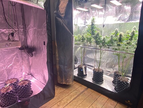 Growreport Bild 1