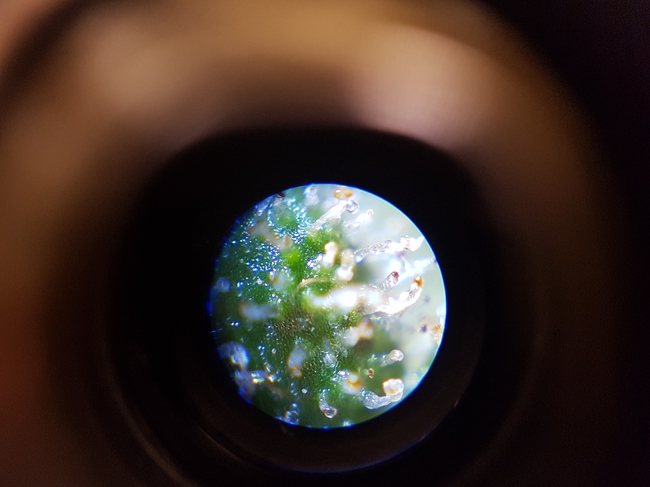 Growreport Bild 8