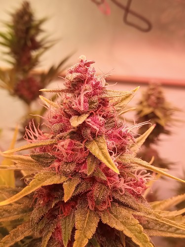 Growreport Bild 45