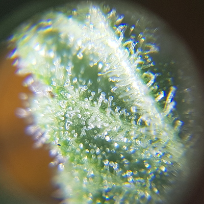 Growreport Bild 2