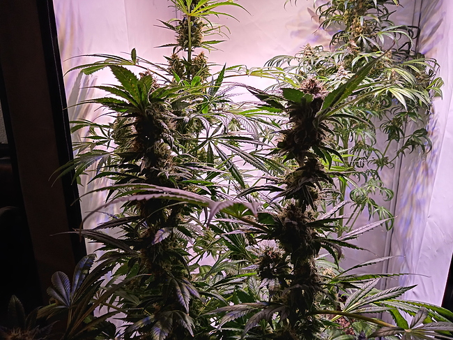 Growreport Bild 8