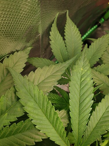 Growreport Bild 4