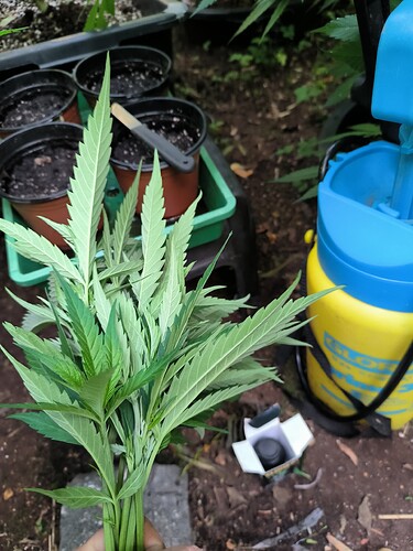 Growreport Bild 7