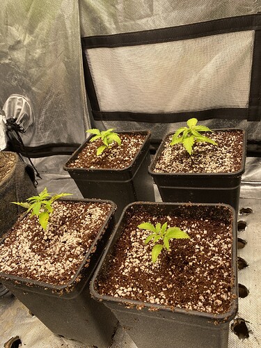 Growreport Bild 6