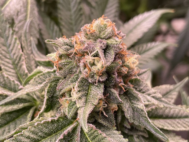 Growreport Bild 7