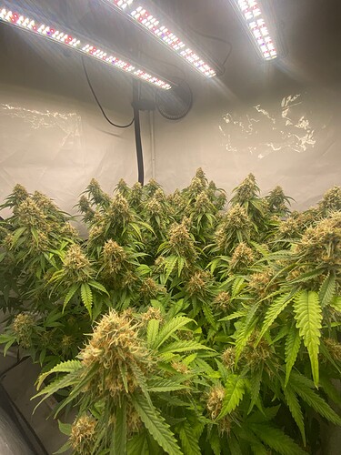 Growreport Bild 5