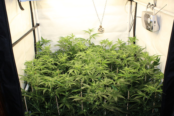 Growreport Bild 6