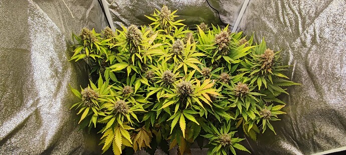 Growreport Bild 13