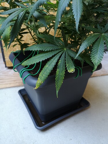Growreport Bild 3