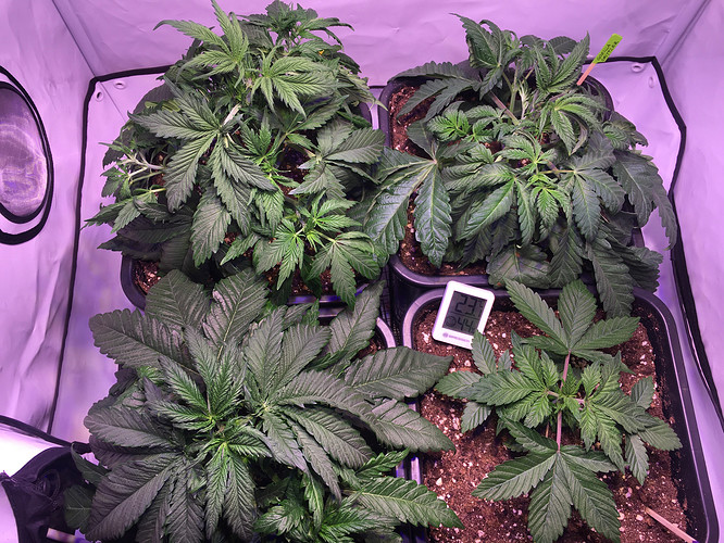 Growreport Bild 16
