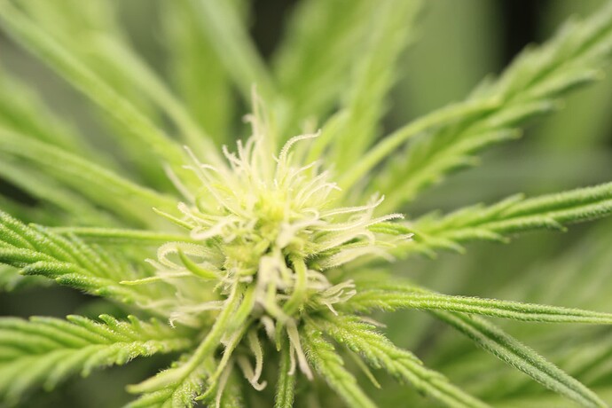 Growreport Bild 6