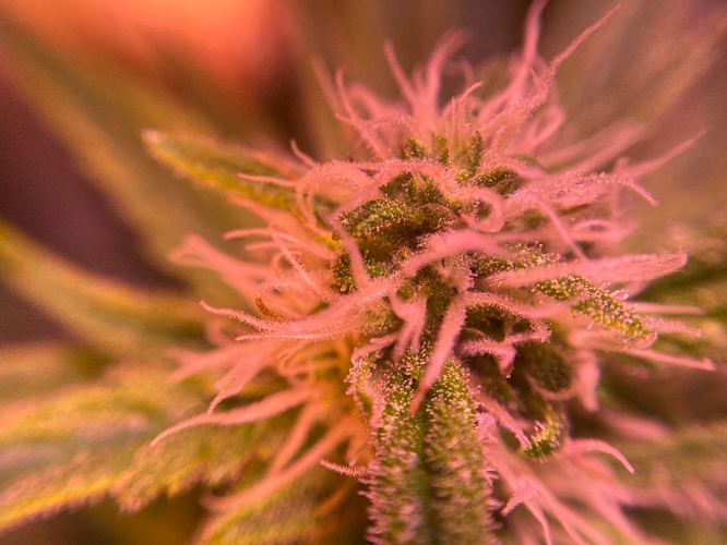 Growreport Bild 37