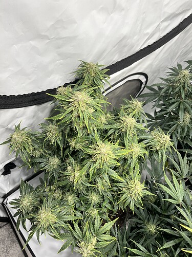 Growreport Bild 1