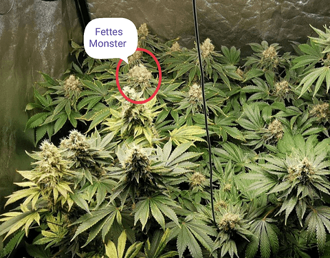 Growreport Bild 2