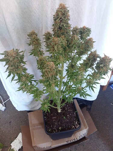 Growreport Bild 5