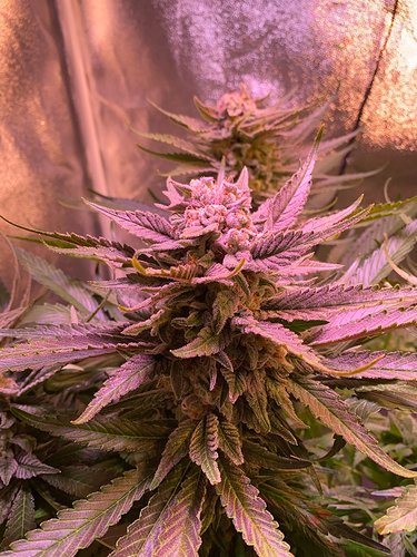 Growreport Bild 40