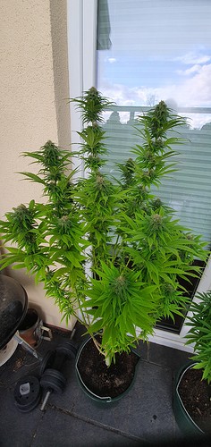 Growreport Bild 6