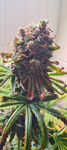 Growreport Bild 17