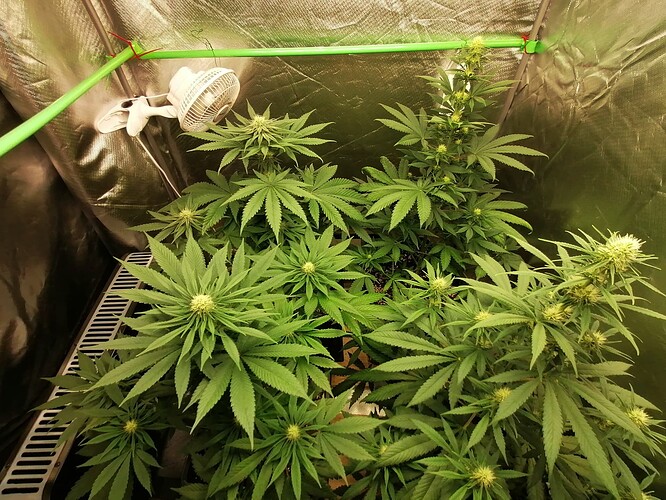 Growreport Bild 7