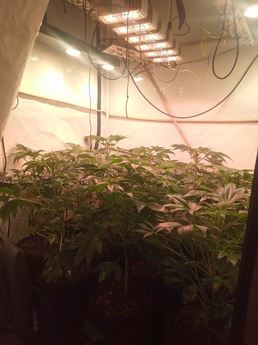 Growreport Bild 13