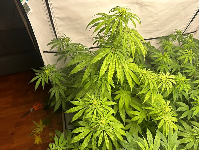 Growreport Bild 3