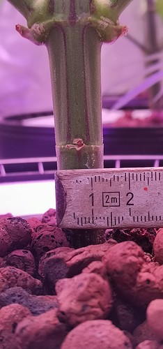 Growreport Bild 6