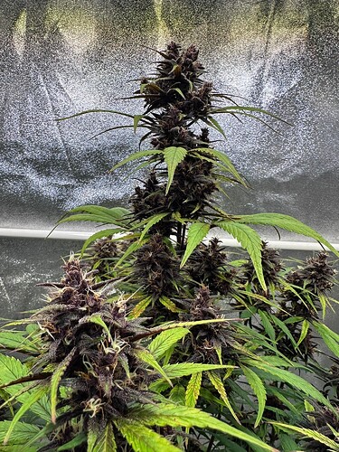 Growreport Bild 16