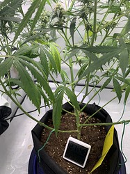 Growreport Bild 4