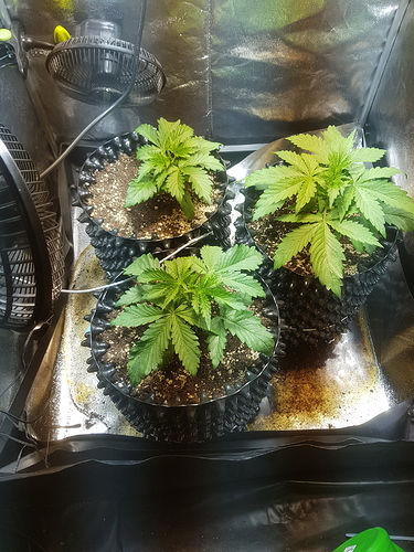 Growreport Bild 1