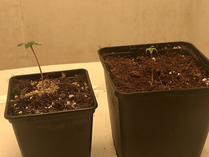 Growreport Bild 4