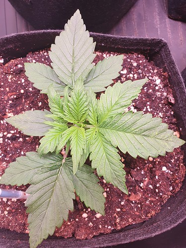 Growreport Bild 8